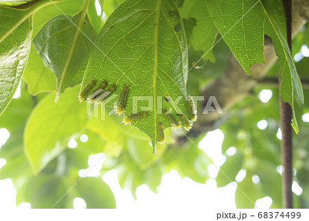 柿の葉を食べる刺蛾の幼虫 68374499