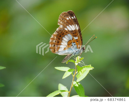 羽を閉じたイチモンジチョウ 羽を閉じたイチモンジチョウ 68374861
