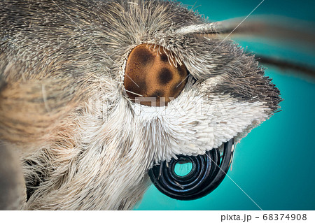 Head of moth macro 68374908