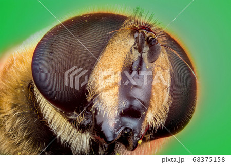 hoverfly micro photography hoverfly micro photography 68375158