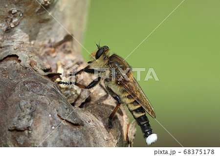 シオヤアブ 68375178