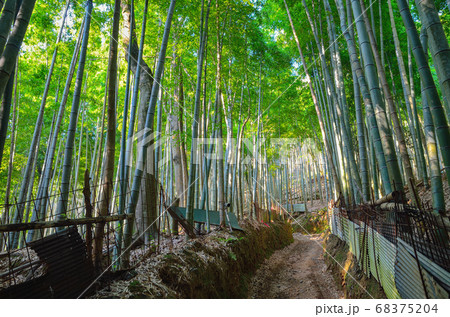 京都一周トレイル　西山コース 68375204