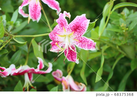 カノコユリの花 68375368