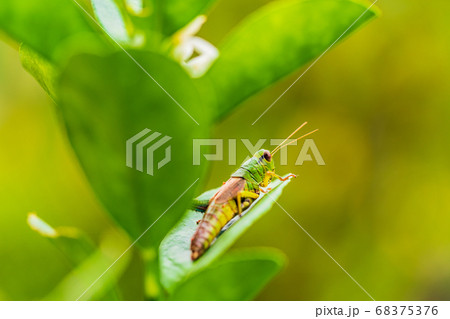 キンカンの葉を食べるバッタの写真素材