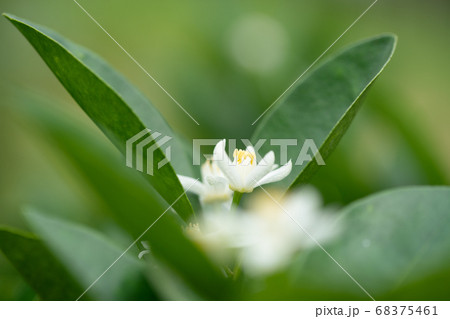 キンカンの花 キンカンの花 68375461