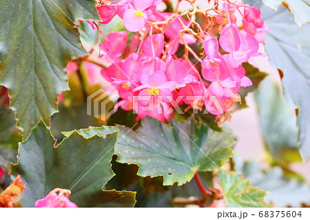 木立ベゴニアの花 68375604