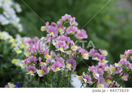 庭に花壇に咲くネメシアのピンクの花 68375629