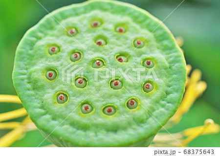 緑色のハスの花托 緑色のハスの花托 68375643