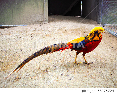 カズレーザーみたいな鳥 カズレーザーみたいな鳥 68375724