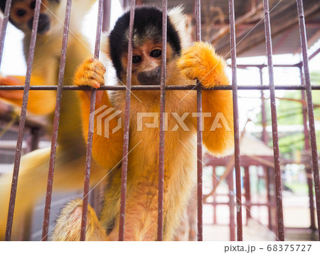 こっちをみつめるリスザル 68375727