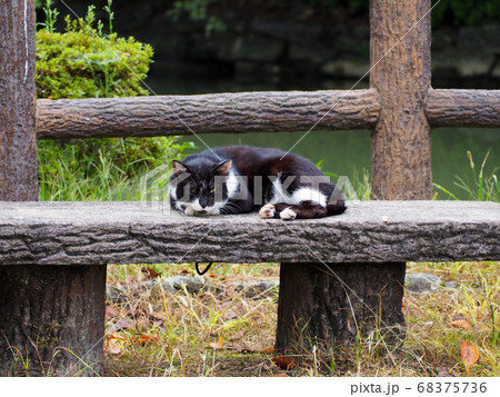 片目だけ開いてこちらを見ている猫 68375736