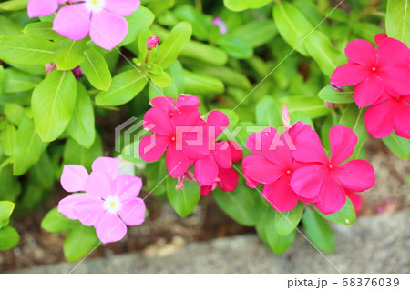 インパチェンスの花 68376039