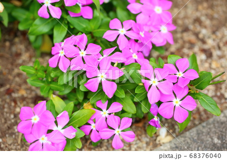 インパチェンスの花 インパチェンスの花 68376040