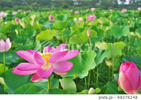 蓮田の赤いハスの花 蓮田の赤いハスの花 68376248