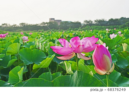 蓮田の赤いハスの花 蓮田の赤いハスの花 68376249