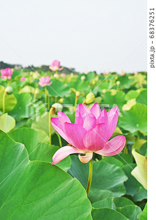 蓮田の赤いハスの花 蓮田の赤いハスの花 68376251