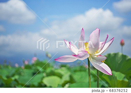 蓮田の赤いハスの花 蓮田の赤いハスの花 68376252