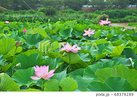 蓮田の赤いハスの花 蓮田の赤いハスの花 68376289
