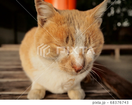 野良猫　どアップ 68376743