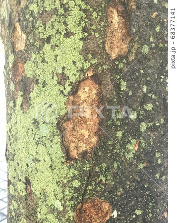 樹木に芽生えた若葉や苔 68377141