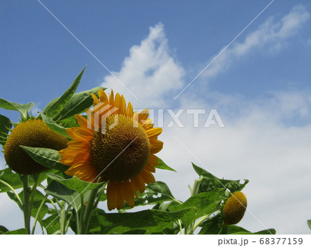 夏の花といえば黄色いヒマワリ 68377159