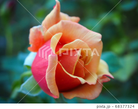 横浜イングリッシュガーデンの薔薇 横浜イングリッシュガーデンの薔薇 68377324