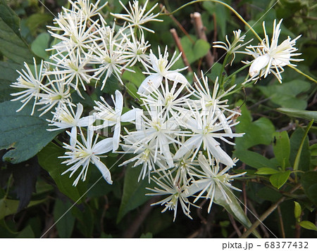 高原にさく花火のような白い花のセンニンソウの写真素材