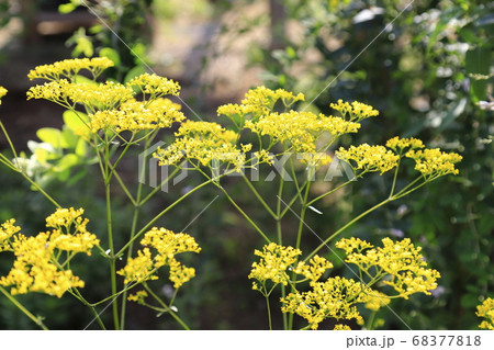 秋の七草　黄色いオミナエシの花 　 68377818