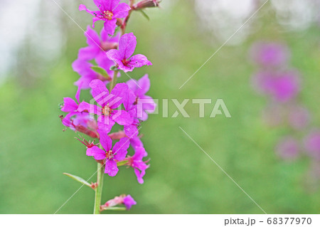 ピンクのミソハギの花 68377970