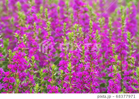 ピンクのミソハギの花 68377971