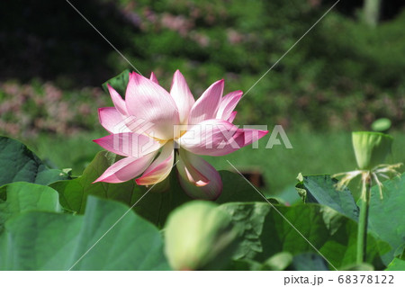 蓮の花 68378122