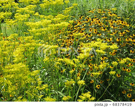 黄色いオミナエシの花秋の七草の一つ 黄色いオミナエシの花秋の七草の一つ 68378419