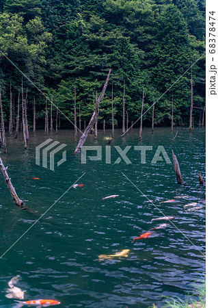 一の俣桜公園 68378474