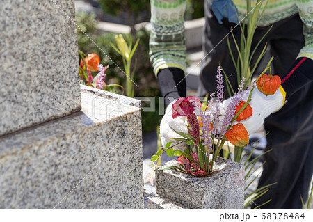 墓参り お墓に花を供えるシニア女性の写真素材