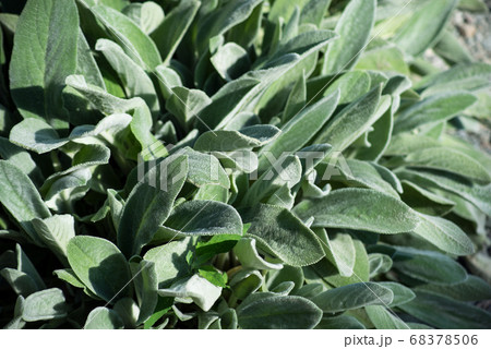 Closeup of salvia officinalis leaves  68378506