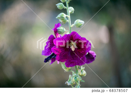 Closeup of purple hollyhock in the garden 68378507