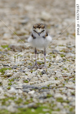 こちらを見つめるコチドリのヒナ こちらを見つめるコチドリのヒナ 68379187