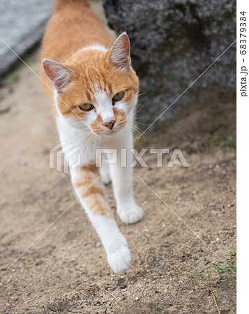 カメラに向かって歩いてくる茶色と白のハチワレ猫 カメラに向かって歩いてくる茶色と白のハチワレ猫 68379384
