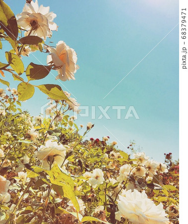太陽を見ながら元気に伸びるバラの花 太陽を見ながら元気に伸びるバラの花 68379471