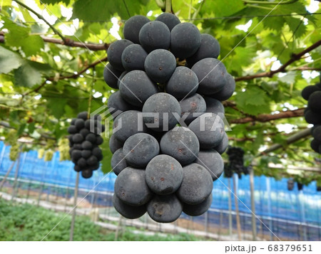 ぶどう　ブドウ　葡萄 68379651