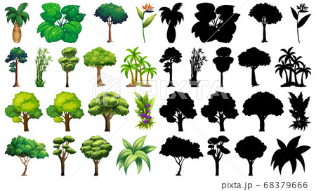 Set of plant and tree with its silhouette 68379666