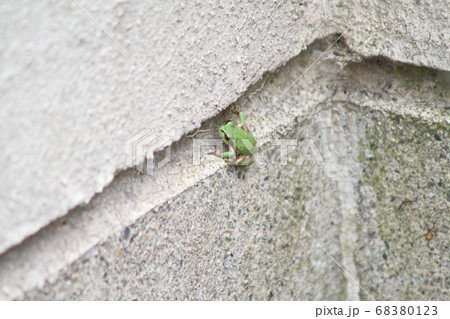 コンクリートの隙間に佇むアマガエル：硬質な空間に宿る生命の造形 68380123