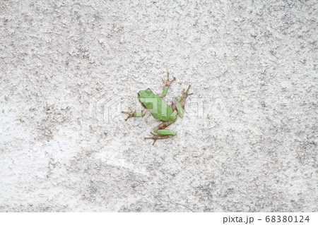 壁面に浮かぶ緑の影：しがみつくアマガエルの静かな造形 68380124
