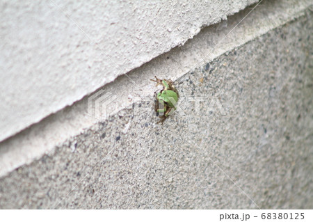 コンクリート壁にとまるアマガエル:見上げる瞳と静かな緊張感 コンクリート壁にとまるアマガエル:見上げる瞳と静かな緊張感 68380125