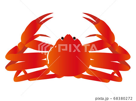 コンプリート 蟹 イラスト リアル ただの動物の画像