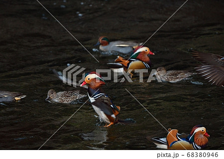 羽ばたくオシドリ 68380946