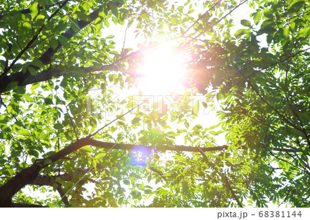夏の強い日差しの写真素材 夏の強い日差しの写真素材