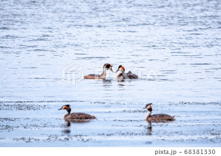 Two stunning adult Great crested Grebe swimming in the lake with chicks 68381330
