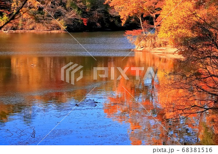 紅葉の水の森公園 68381516