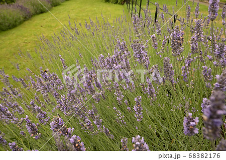 Lavender Flowers in Garden 68382176